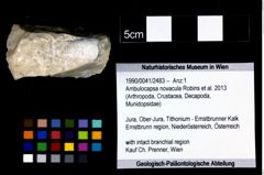Foto (Objekt + Etikett) von Ambulocapsa novacula (Robins et al., 2013)  (NHMW-GEO-1990-0041-2483)